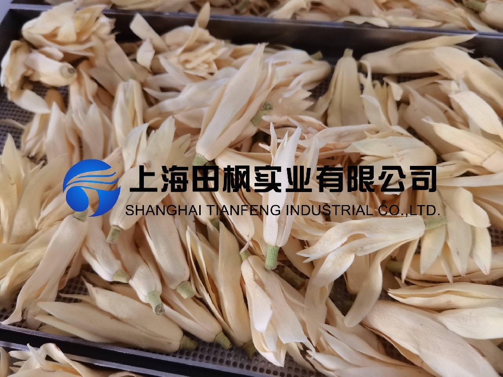 白玉蘭凍干，鮮花凍干機(jī)應(yīng)用于白玉蘭真空冷凍干燥